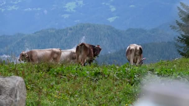 Algunas Vacas Prado Montaña Comen Hierba Hermosa Vista Sobre Valle — Vídeos de Stock