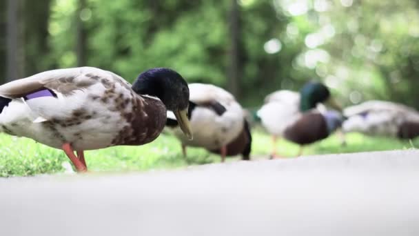 Medium Shot Group Ducks Feeding Bread — Vídeos de Stock