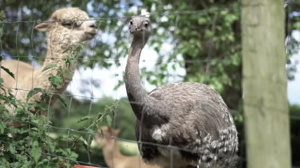 Střední Záběr Pštrosa Pití Zatímco Lama Dívá Pozadí — Stock video