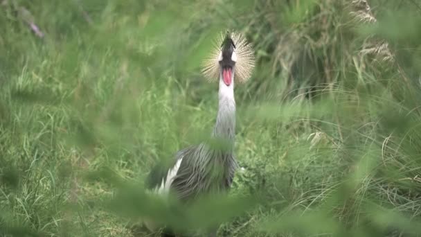 Medium Shot Gray Crowned Crane Doing Its Sounds — Stock Video