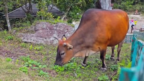 Stationary Footage Brown Cow Taking One Step Time While Eating — Stok video
