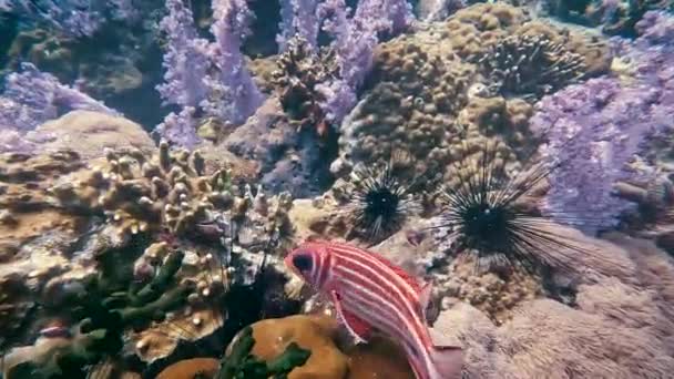 在泰国Koh Lipe 粉色和白色条纹鱼缓慢地游过海胆和珊瑚礁 — 图库视频影像