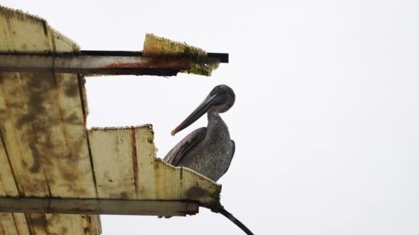 브라운 Lone Brown Pelican 산타크루스 Santa Cruz 의무너진 갈라파고스 Galapagos — 비디오