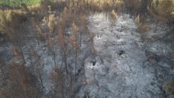 Vista Dramática Triste Uma Floresta Pinheiros Mediterrânea Após Enorme Incêndio — Vídeo de Stock