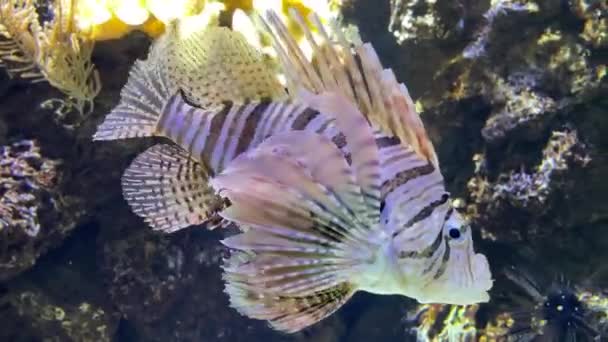 Peixe Leão Colorido Está Nadando Água Cristalina Com Fundo Recife — Vídeo de Stock