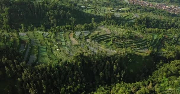 Tembakan Drone Mata Burung Dari Perkebunan Sayuran Lembah Dan Pohon — Stok Video