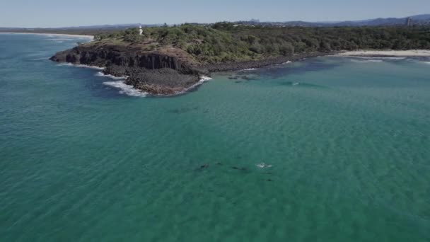 Delfines Mulares Bajo Superficie Del Mar Fingal Head Beach Giants — Vídeos de Stock
