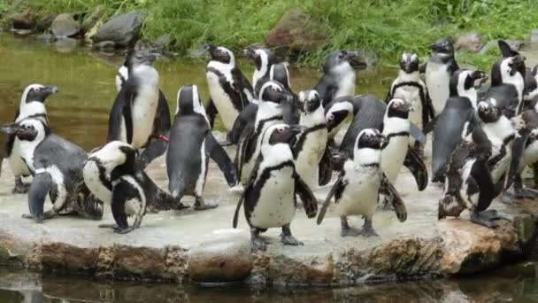 Colonia Pingüinos Pie Negro Descansando Roca Zoológico Gdansk Polonia Primer — Vídeo de stock