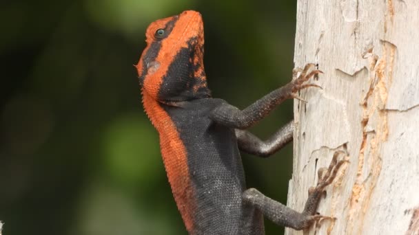 Lizard Tree Searching Food — Vídeo de Stock