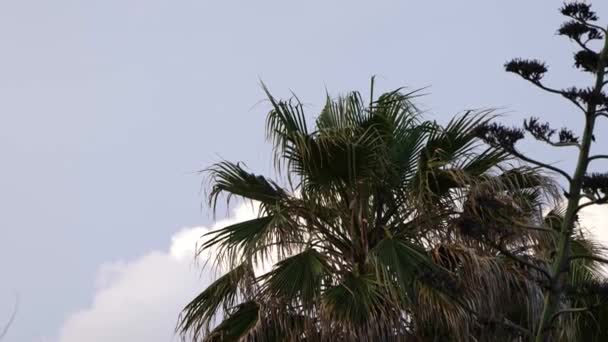 View Palm Trees Tropical Shore Rada Beach Estepona Spain Low — 图库视频影像