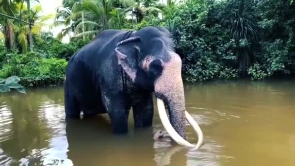 Asian Tusker Elephant Sri Lanka — Videoclip de stoc