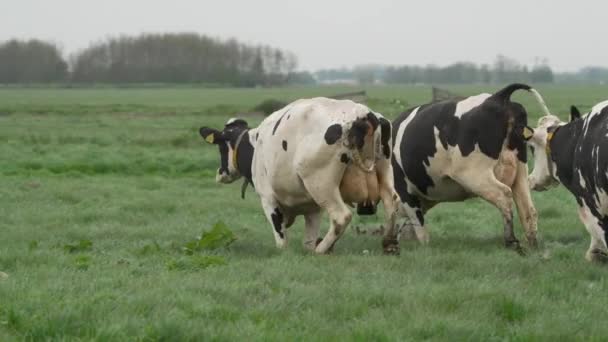 Flock Cow Running Out Meadow First Time Spring Slow Motion — Vídeos de Stock