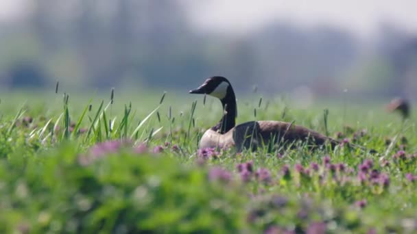 Barnacle Goose Güzel Yakın Çekimi — Stok video