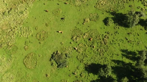 360 Degree Aerial Drone Shot Highland Cow Grazing Wild — Stock Video