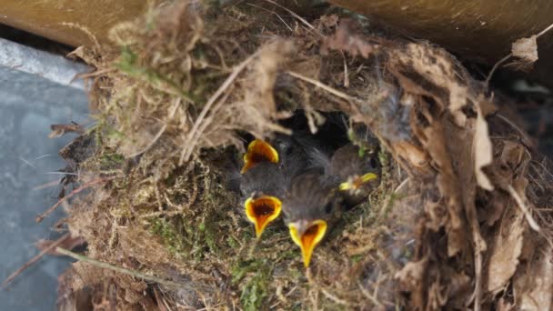 Eurasian Wren Chicks Begging Food Mother Arrives Feed Them Nest — Vídeo de stock