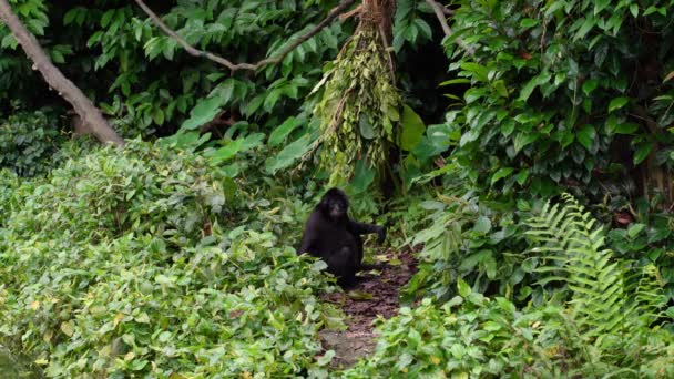 One Black Gibbon Monkey Hylobates Forest Green Vegetation — ストック動画