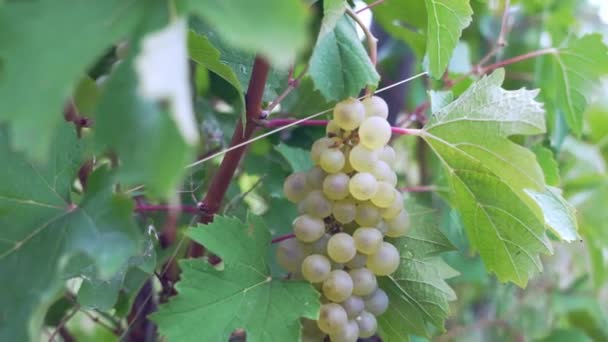 Uvas Blancas Jugosas Colgando Rama Vid Disparo Mano — Vídeo de stock