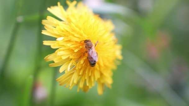 Крупный План Пчелы Жёлтом Одуванчике Сосущей Нектар — стоковое видео