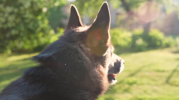 German Shepherd Guarding Garden Evening Light Head Close — 图库视频影像