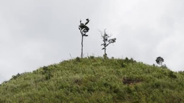 Rüzgarlı Çimen Tepesi Bulutlu Yağmurlu Mevsim Ağaçların Üzerinde — Stok video