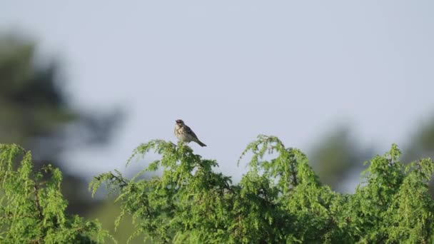 Vrabec Pták Sedí Horní Větvi Stromu Dne Nízký Úhel Výstřelu — Stock video