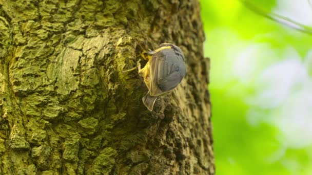 Eurasian Nuthatch Feeding Its Chick Tree Hollow Forest Close — Video