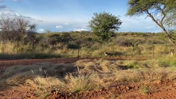 Dos Guepardos Salvajes Vistos Caminando Dentro Una Reserva Sabana Sudafricana — Vídeo de stock
