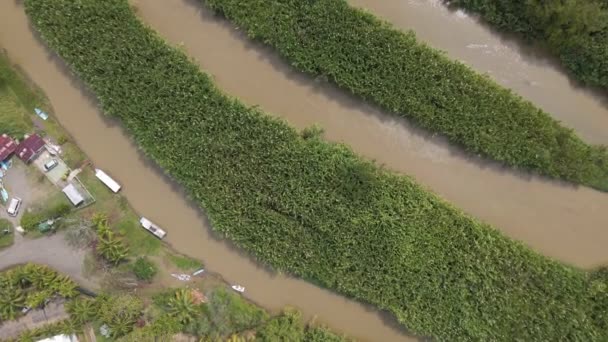 Barna Rio Cotos Osztva Két Vastag Csík Nád Növények Központi — Stock videók