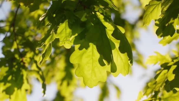 Close Lobed Leaves Oak Tree Illuminated Scenic Sunlight — Stockvideo