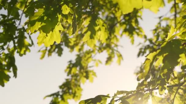Oak Lobed Leaves Swaying Gently Wind Beautiful Evening Light Static — Stockvideo