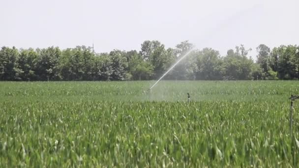 Watering Fields Agricultural Plants Irrigation System Watering Young Green Corn — Stockvideo