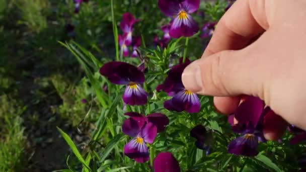 Närbild Händer Ömt Känsla Kronbladen Fantastiska Lila Färg Blommor Trädgården — Stockvideo