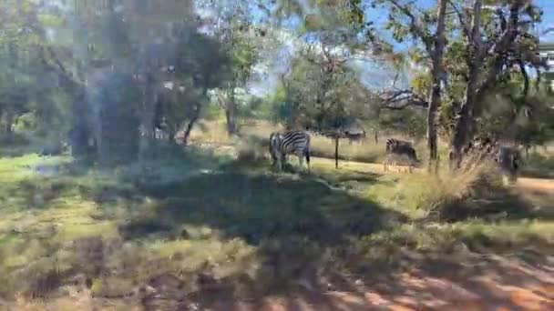 Grupo Zebras Selvagens Parque Nacional África Sul Dolly Tiro Veículo — Vídeo de Stock