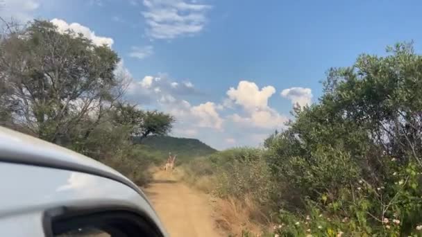 Interior Del Vehículo Safari Disparo Grupo Jirafas Pie Camino Sucio — Vídeo de stock
