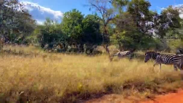 Anblick Einer Gruppe Wilder Zebras Einem Naturschutzgebiet Afrika Safari Und — Stockvideo