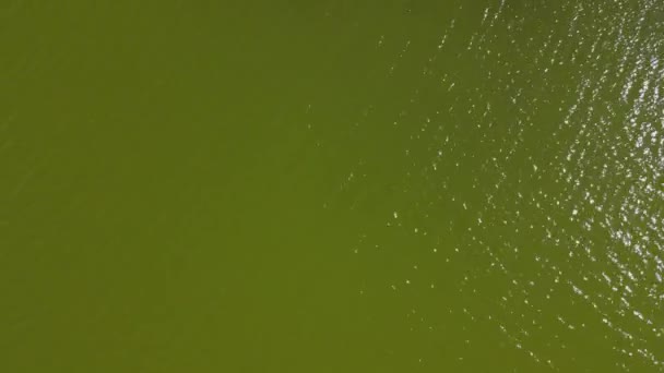 Saftig Grünes Wasser Sommerlicher Wärme — Stockvideo