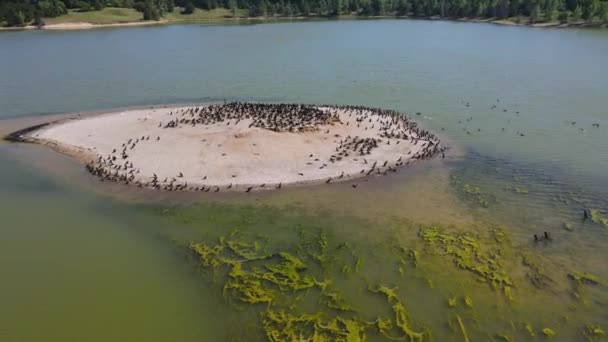 Incliner Jusqu Rivage Une Île Oiseaux — Video