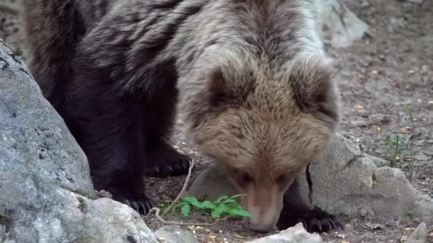 Close Van Europese Bruine Beer Snuffelend Naar Voedsel Etend Tussen — Stockvideo