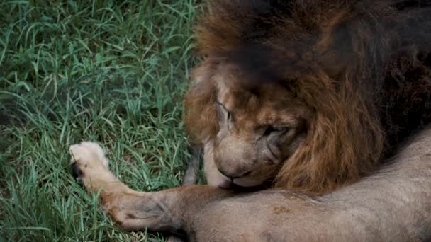 Adult Male Panthera Leo Licking Itself While Resting Green Grass — Stok video