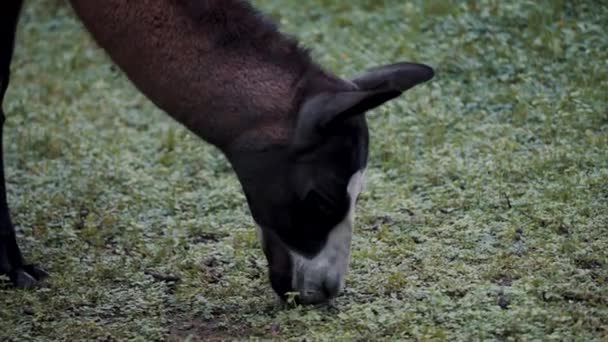 Andes Zoogdier Met Lama Eten Groene Weide Bergen Van Peru — Stockvideo