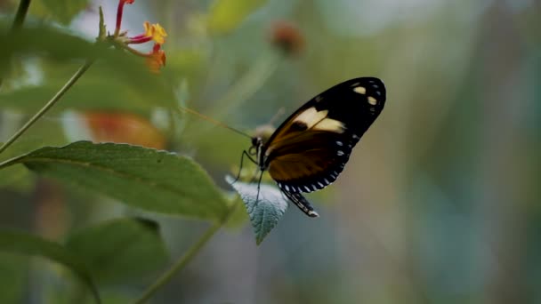 Beautiful Tropical Butterfly Green Leaf Shallow Depth Field Selective Focus — Stock Video