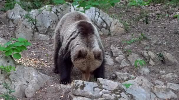 Ευρωπαϊκή Καφέ Αρκούδα Στέκεται Ανάμεσα Βράχους Ενώ Τρώει Και Ψάχνει — Αρχείο Βίντεο