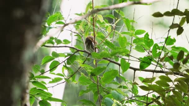Collared Owlet Παραμένει Κρυφό Ενώ Σκαρφαλώνει Δέντρο Υποκατάστημα — Αρχείο Βίντεο