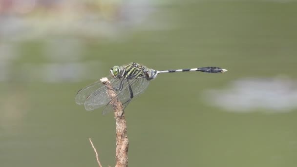 Libellula Zona Stagno Attesa Indiscrezione — Video Stock