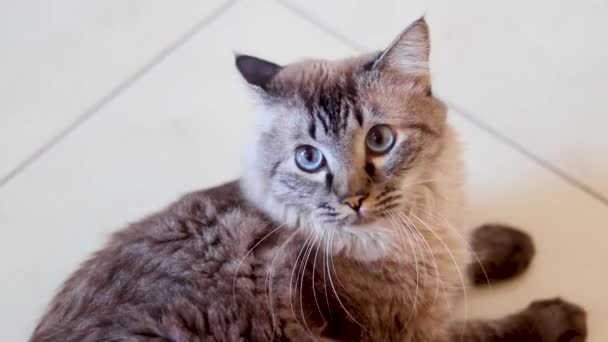 Video Beautiful Blue Eyed Cat Lying — Vídeo de stock