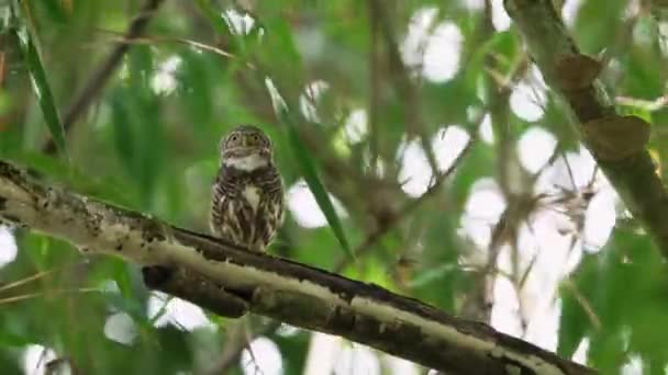 Kołnierz Sowa Chirping Podczas Siadania Gęstej Gałęzi Kołysząc — Wideo stockowe