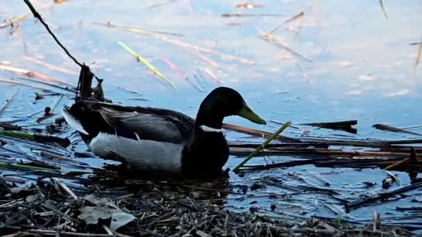 Gölün Kıyısında Tek Bir Yaban Ördeği — Stok video