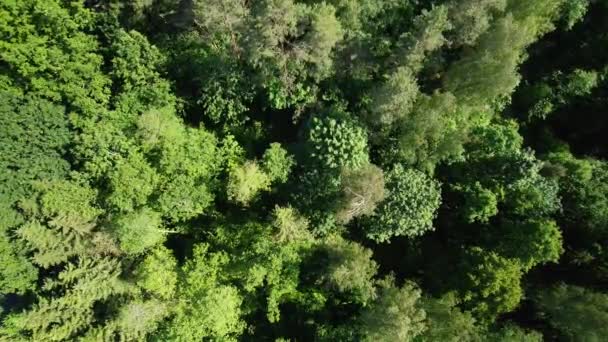 Πάνω Προς Κάτω Εναέρια Λήψη Των Δέντρων Ενός Πράσινου Δάσους — Αρχείο Βίντεο