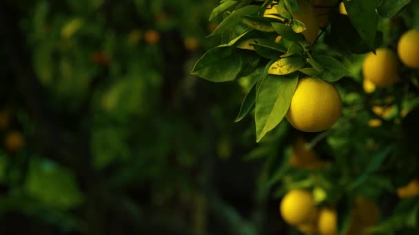Close Shot Lemons Hanging Lemon Tree More Lemons Background Blurred — Video