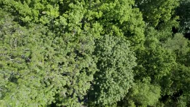 Drone Flying Green Forest Revealing Road Trees — Vídeo de stock